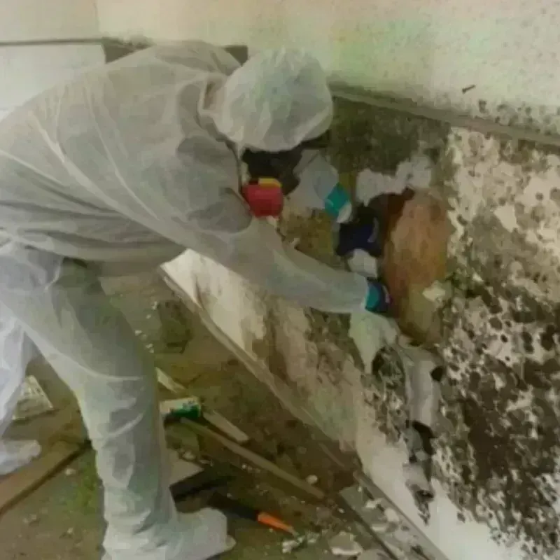 Mold Remediation and Removal in Blue Ash, OH